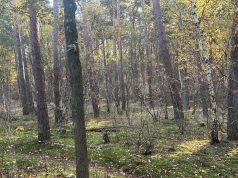 Werkzamheden Korte Duinen