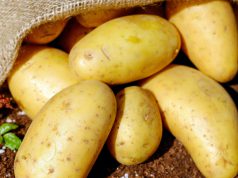 Politieke partij POS redt honderden kilo’s aardappelen Politieke partij POS redt honderden kilo’s aardappelen