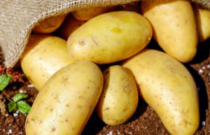 Politieke partij POS redt honderden kilo’s aardappelen Politieke partij POS redt honderden kilo’s aardappelen