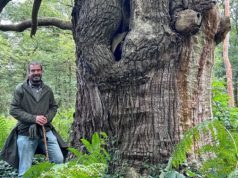 Bomenwandeling Korte Duinen met Jeroen Heindijk Foto: Jeroen Heindijk - Bomenwandeling Korte Duinen met Jeroen Heindijk