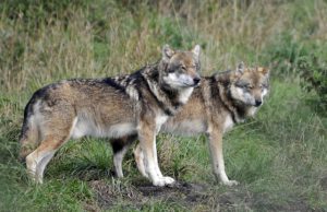 Soestduinen gaat drukker worden met wandelaars en honden Soestduinen gaat drukker worden met wandelaars en honden