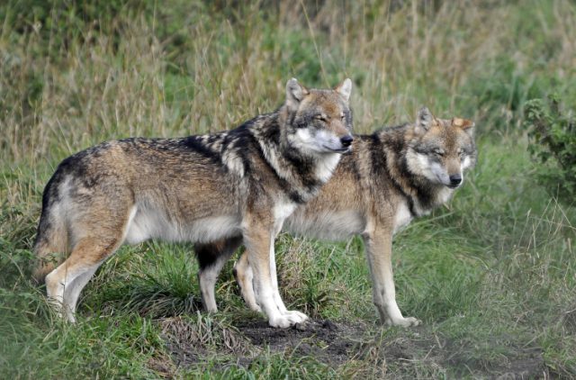 Soestduinen gaat drukker worden met wandelaars en honden Soestduinen gaat drukker worden met wandelaars en honden