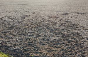 Honden vernielen akkers op de Eng in Soest Foto: Vrienden van de Soester Eng - Honden vernielen akkers op de Eng in Soest