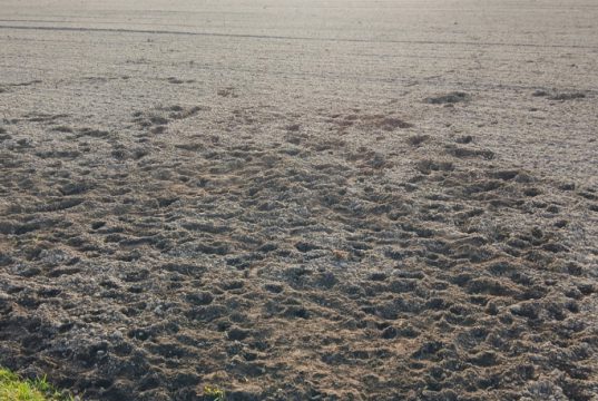 Honden vernielen akkers op de Eng in Soest Foto: Vrienden van de Soester Eng - Honden vernielen akkers op de Eng in Soest