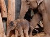 Eerste stappen van olifant Raj in DierenPark Amersfoort Eerste stappen van olifant Raj in DierenPark Amersfoort