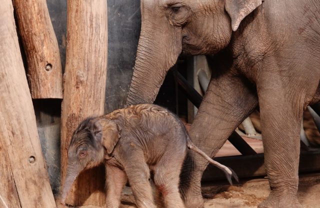 Eerste stappen van olifant Raj in DierenPark Amersfoort