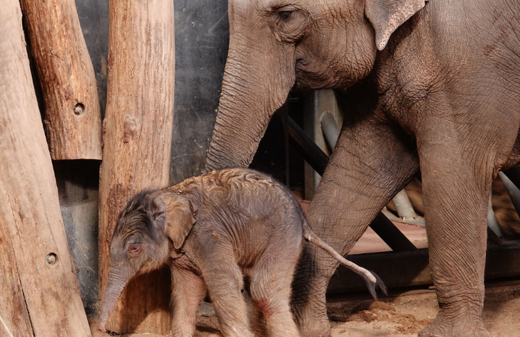 Eerste stappen van olifant Raj in DierenPark Amersfoort
