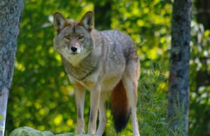 Uitbreiding wolvenroedel Utrechtse Heuvelrug Foto ter illustratie - Uitbreiding wolvenroedel Utrechtse Heuvelrug