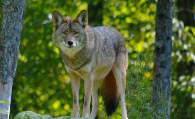 Foto ter illustratie - Uitbreiding wolvenroedel Utrechtse Heuvelrug