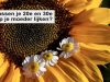 Zondag is het opletten geblazen in Soest Zondag is het opletten geblazen in Soest