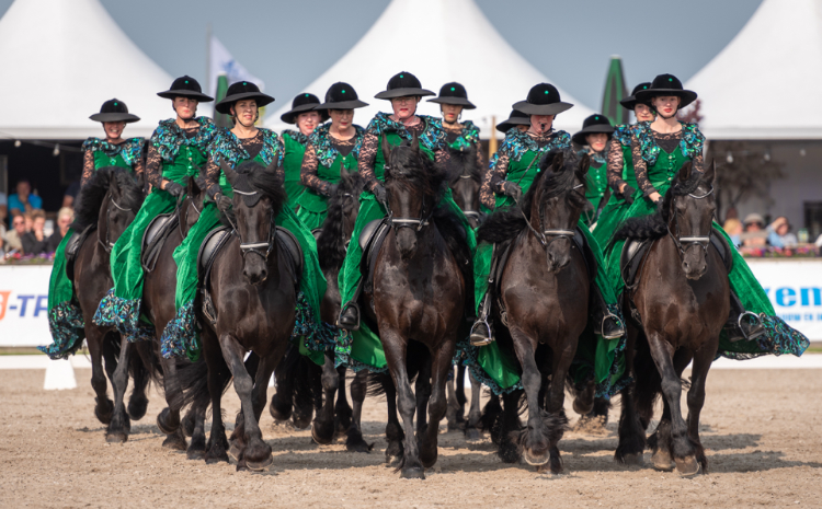 Open dag De Paardenkamp met Friese paarden in Soest